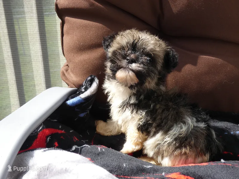 AKC Baron Male – Havanese puppy for sale in Overland Park, KS