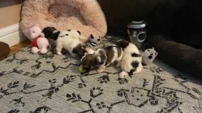 AKC Spike Male, a male Havanese for sale in Phoenix, AZ – 6 of 6