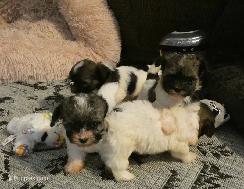 AKC Baron Male – Havanese puppy for sale in Phoenix, AZ