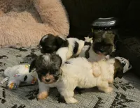 AKC Baron Male, a male Havanese for sale in Phoenix, AZ – 1 of 5
