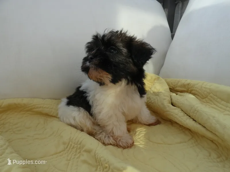 AKC Baron Male – Havanese puppy for sale in Overland Park, KS