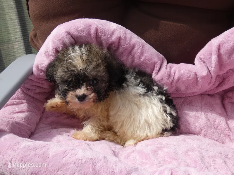 AKC Sophie – Havanese puppy for sale in Overland Park, KS