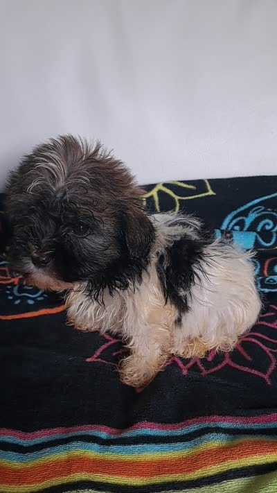 AKC Bear Male, a male Havanese for sale in Overland Park, KS – 5 of 5