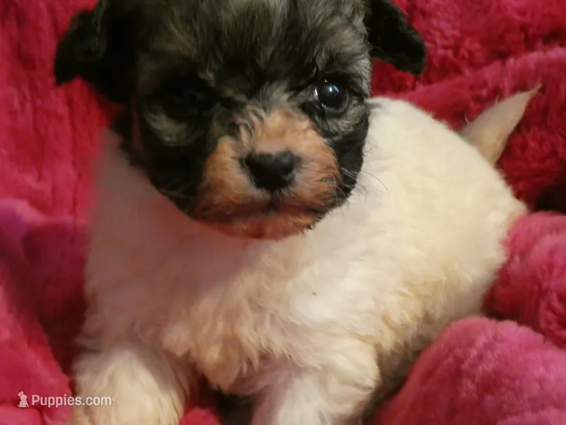 AKC Roxi – Havanese puppy for sale in Phoenix, AZ