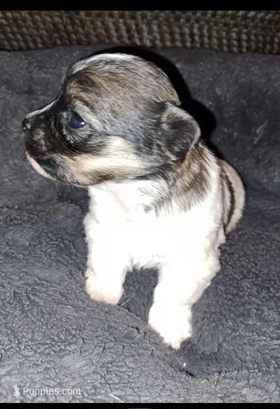 AKC Chewy – Havanese puppy for sale in Phoenix, AZ