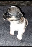 AKC Chewy, a male Havanese for sale in Phoenix, AZ – 1 of 3