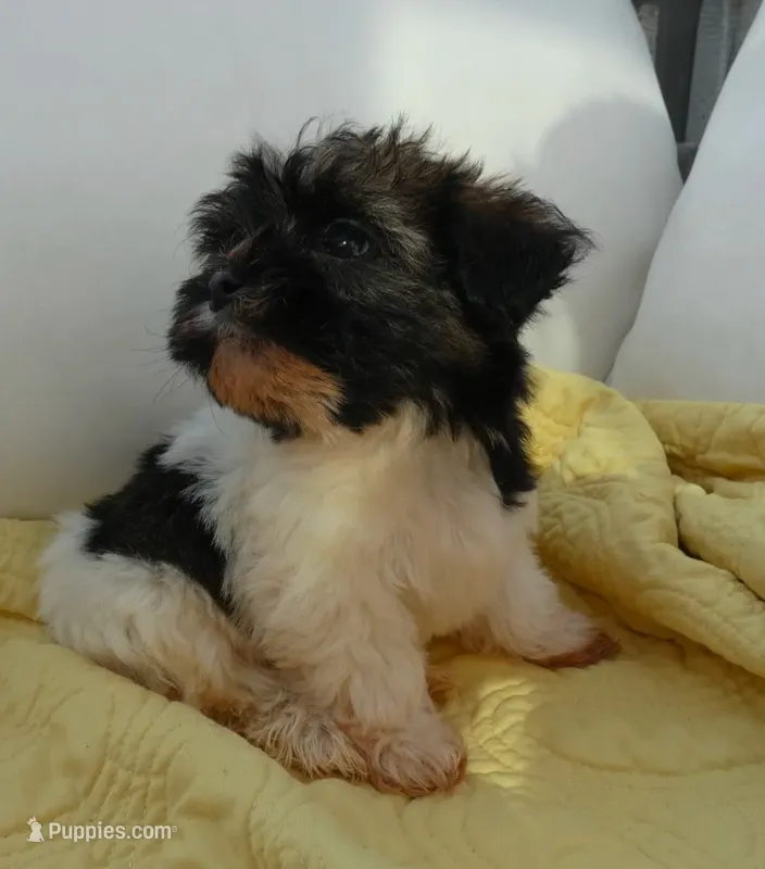 AKC Tucker Male – Havanese puppy for sale in Overland Park, KS