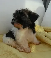 AKC Bear Male, a male Havanese for sale in Overland Park, KS – 2 of 5