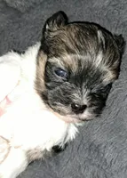 AKC Baron, a male Havanese for sale in Phoenix, AZ – 2 of 2