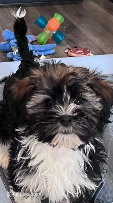 Meadow – Havanese puppy for sale in Overland Park, KS