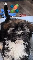 Akc Meadow, a female Havanese for sale in Overland Park, KS – 1 of 1