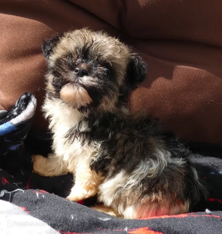 AKC Bear Male – Havanese puppy for sale in Overland Park, KS