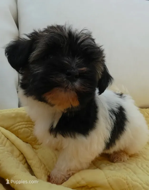 AKC Baron Male – Havanese puppy for sale in Overland Park, KS