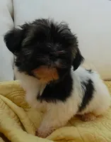 AKC Charlie Male, a male Havanese for sale in Overland Park, KS – 2 of 5