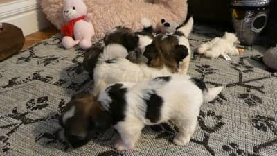 AKC Rocky Male, a male Havanese for sale in Phoenix, AZ – 5 of 5