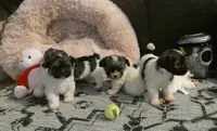 AKC Spike Male, a male Havanese for sale in Phoenix, AZ – 5 of 6