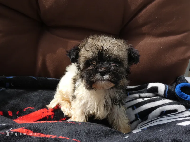 AKC Tucker Male – Havanese puppy for sale in Overland Park, KS