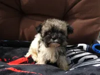 AKC Tucker Male, a male Havanese for sale in Overland Park, KS – 1 of 6