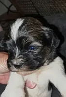 AKC Spike, a male Havanese for sale in Phoenix, AZ – 3 of 3