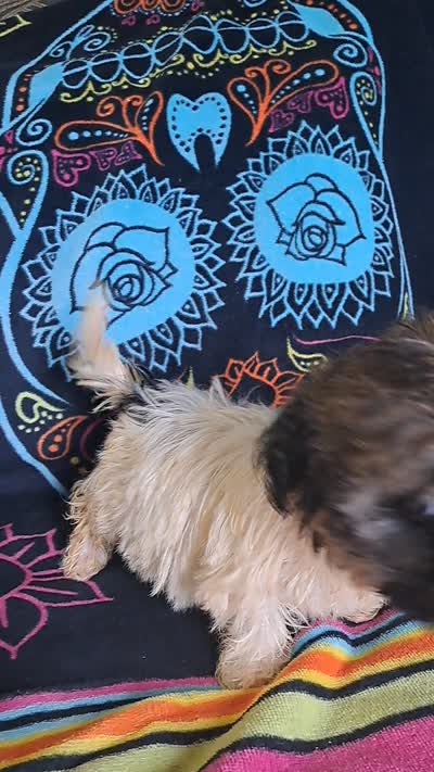 AKC Charlie Male, a male Havanese for sale in Overland Park, KS – 5 of 5