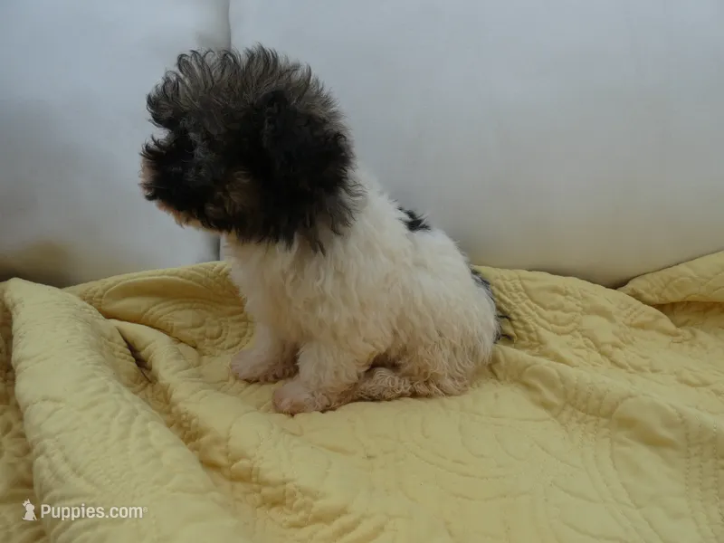 AKC Princess – Havanese puppy for sale in Overland Park, KS