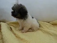 AKC Sophie, a female Havanese for sale in Overland Park, KS – 2 of 9