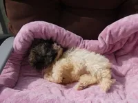 AKC Sophie, a female Havanese for sale in Overland Park, KS – 4 of 9
