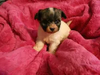 AKC Roxi, a female Havanese for sale in Overland Park, KS – 4 of 7