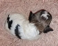 AKC Roxi, a female Havanese for sale in Phoenix, AZ – 2 of 2