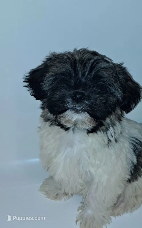 AKC Bear Male, a male Havanese for sale in Overland Park, KS – 1 of 4