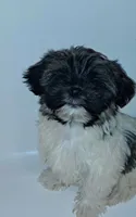 AKC Bear Male, a male Havanese for sale in Overland Park, KS – 1 of 4
