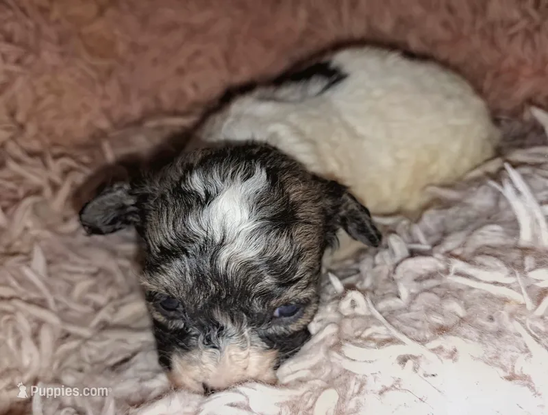 AKC Roxi – Havanese puppy for sale in Phoenix, AZ