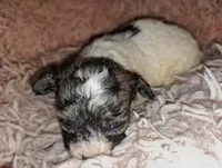 AKC Roxi, a female Havanese for sale in Phoenix, AZ – 1 of 2