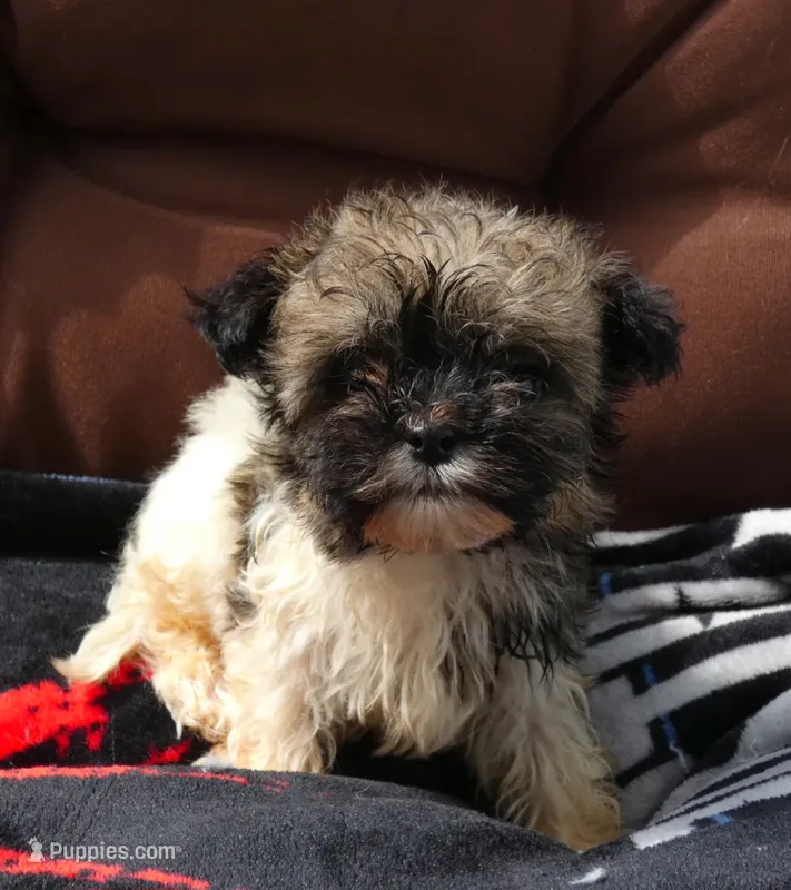 AKC Charlie Male – Havanese puppy for sale in Overland Park, KS