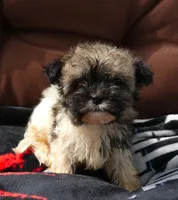 AKC Charlie Male, a male Havanese for sale in Overland Park, KS – 1 of 5