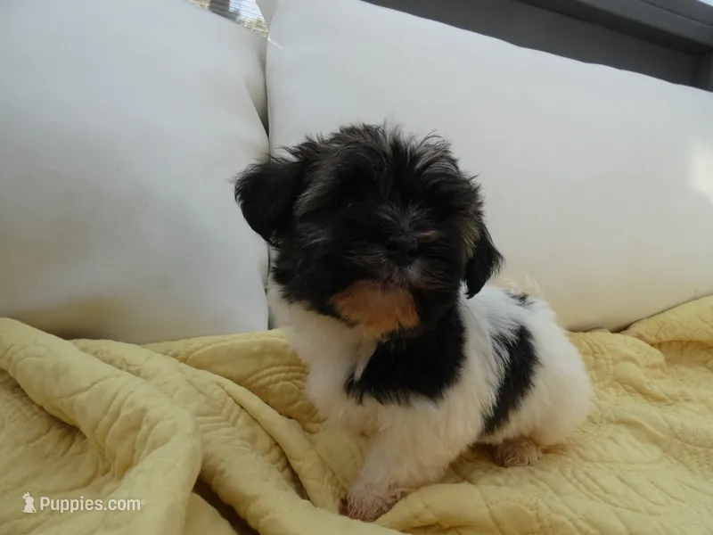 AKC Tucker Male – Havanese puppy for sale in Overland Park, KS