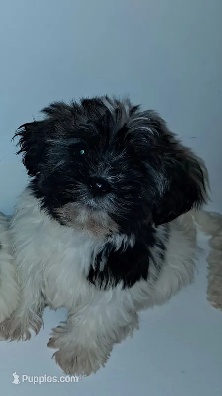 AKC Charlie Male, a male Havanese for sale in Overland Park, KS – 1 of 4