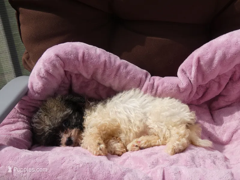 AKC Princess – Havanese puppy for sale in Overland Park, KS