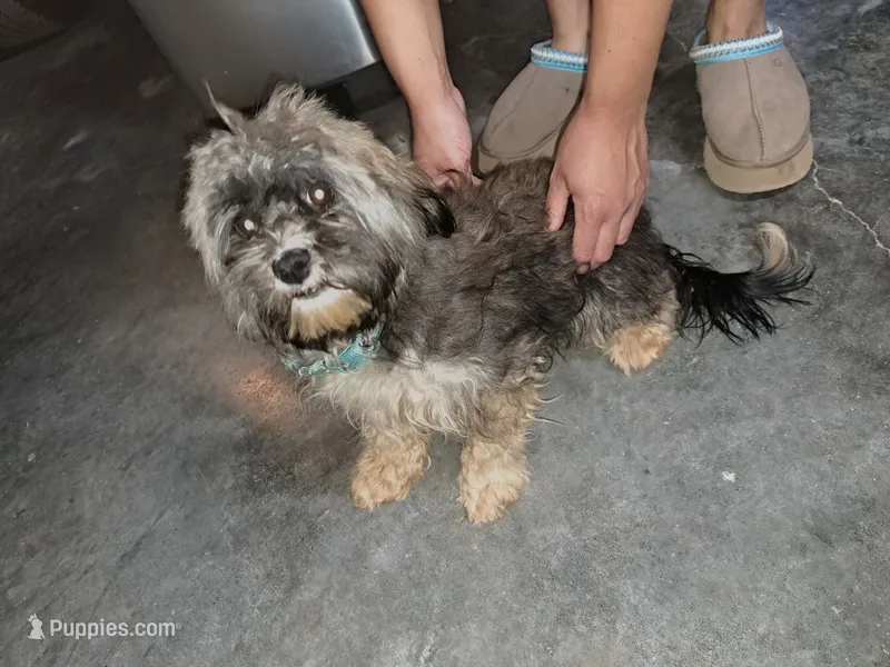Meadow  – Havanese puppy for sale in Overland Park, KS