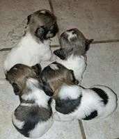 AKC Chewy, a male Havanese for sale in Phoenix, AZ – 3 of 3