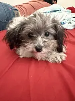 Moochie, a female Poodle - Miniature  for sale in Stockton, CA – 2 of 4