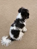 Moochie, a female Poodle - Miniature  for sale in Stockton, CA – 4 of 4
