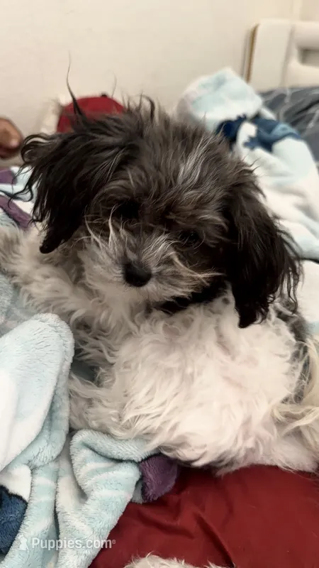 Moochie – Poodle - Miniature  puppy for sale in Stockton, CA
