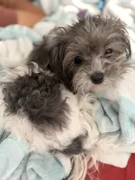 Moochie, a female Poodle - Miniature  for sale in Stockton, CA – 3 of 4