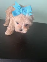 Lil Sandy Marie, a female Maltipoo for sale in Walker, LA – 3 of 6