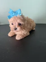 Lil Sandy Marie, a female Maltipoo for sale in Walker, LA – 5 of 6