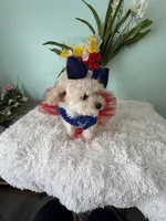 Candy, a female Maltipoo for sale in Walker, LA – 4 of 4