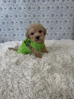 Mikey, a male Poodle - Toy  for sale in Walker, LA – 4 of 5
