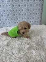 Mikey, a male Poodle - Toy  for sale in Walker, LA – 2 of 5