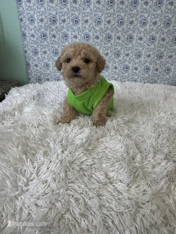 Mikey – Poodle - Toy  puppy for sale in Walker, LA